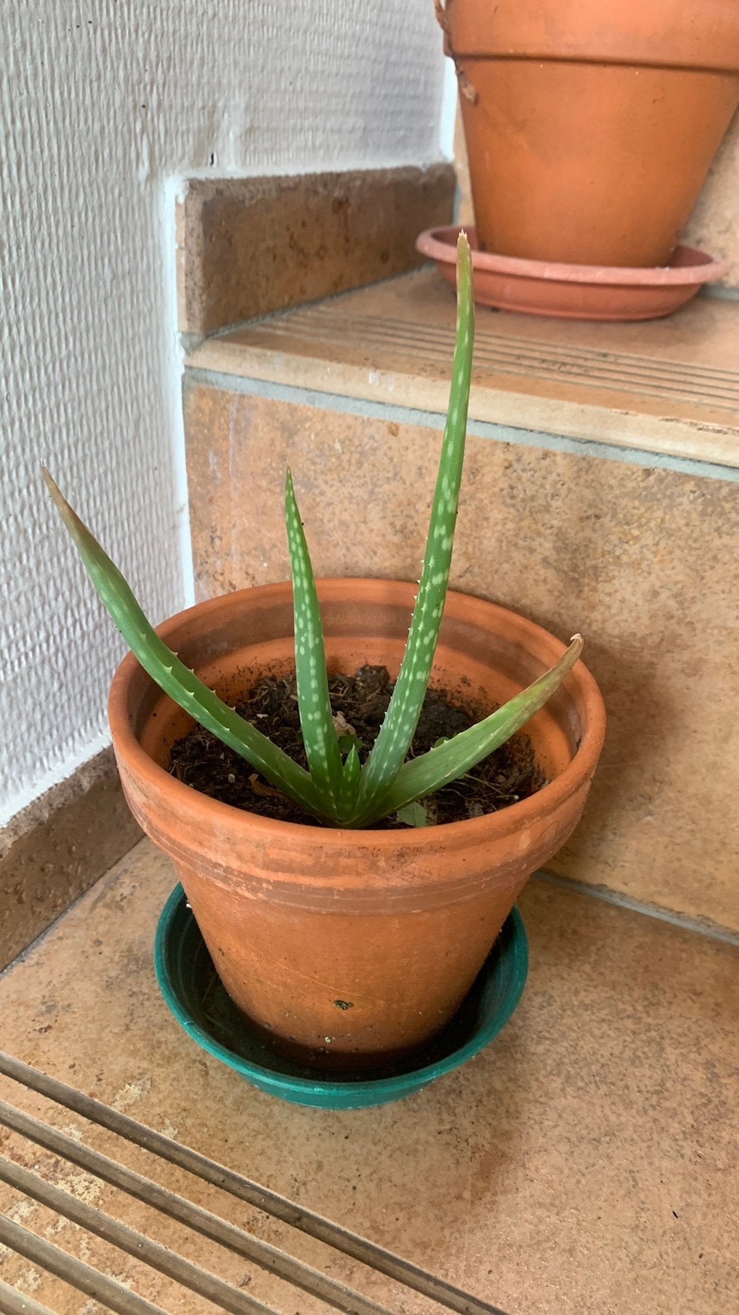 Aloe vera kamerplant in terra cotta porje, Huis en Inrichting, Kamerplanten, Ophalen, Vetplant