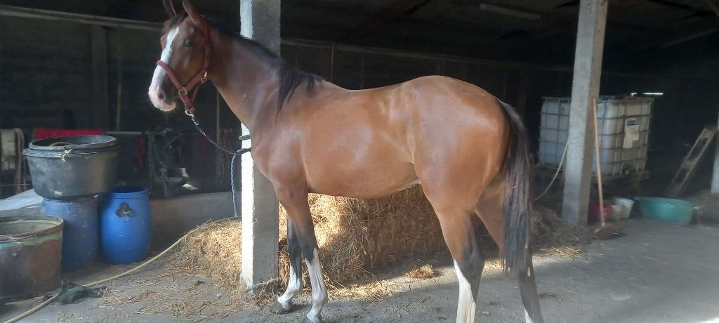 2J RUIN TOPPER VOOR DE TOEKOMST, 165 à 170 cm, 0 à 2 ans, Hongre, Avec pedigree