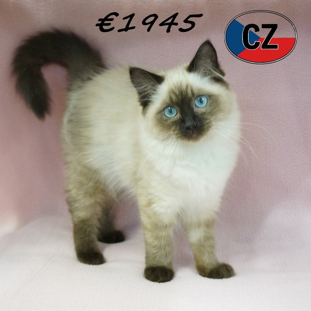 Ragdoll kittens te koop – Pluizenbolletjes vol geluk, Dieren en Toebehoren, Meerdere dieren, Ontwormd, 0 tot 2 jaar