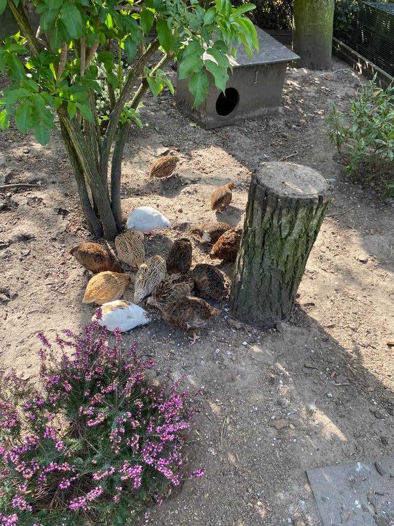 Japanse kwartel broedeieren, Dieren en Toebehoren, Pluimvee