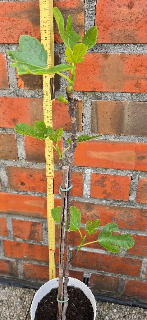 Figuier 'BROWN TURKEY' Ficus Carica 1v8, Figuier, En pot, Plein soleil, Enlèvement