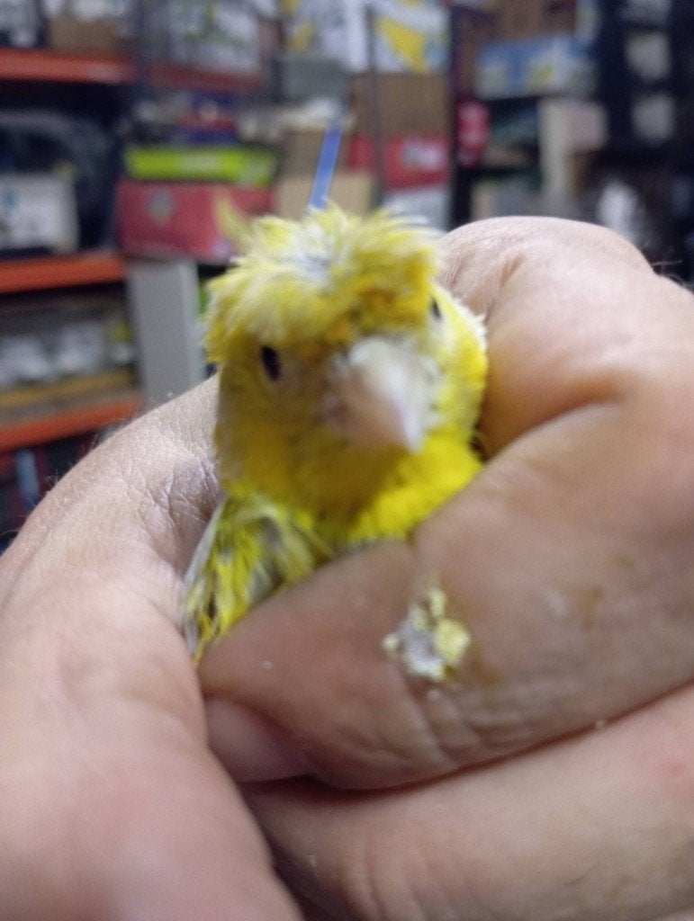 koppel geel agaten opaal kanaries met kuif 068-093 2025, Dieren en Toebehoren