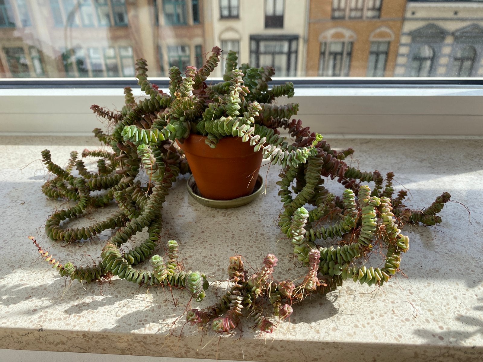 Crassula rupestris, Enlèvement, Plante succulente
