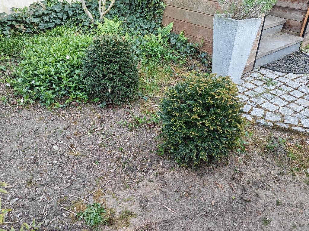 Taxus bol x2, Ophalen, Taxus, Struik, Minder dan 100 cm