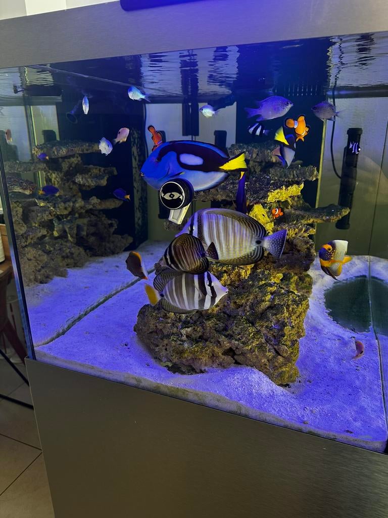 Defish zeewater aquarium Peninsula 500liter, Ophalen, Gebruikt, Leeg aquarium, Overige merken