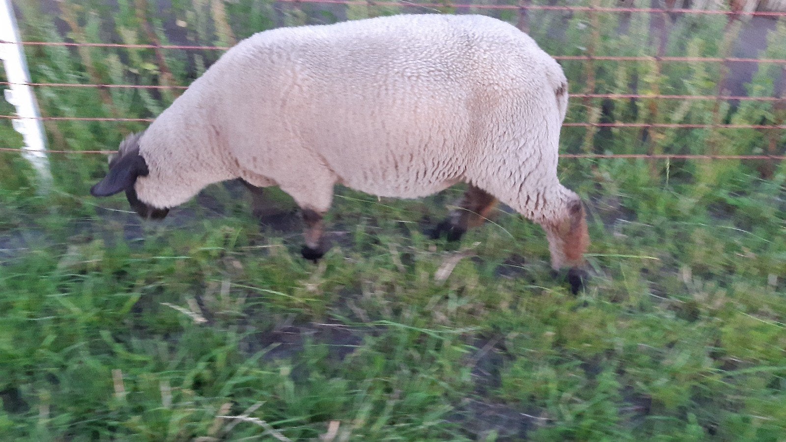 2 jonge bokken, Dieren en Toebehoren, Schapen, Geiten en Varkens