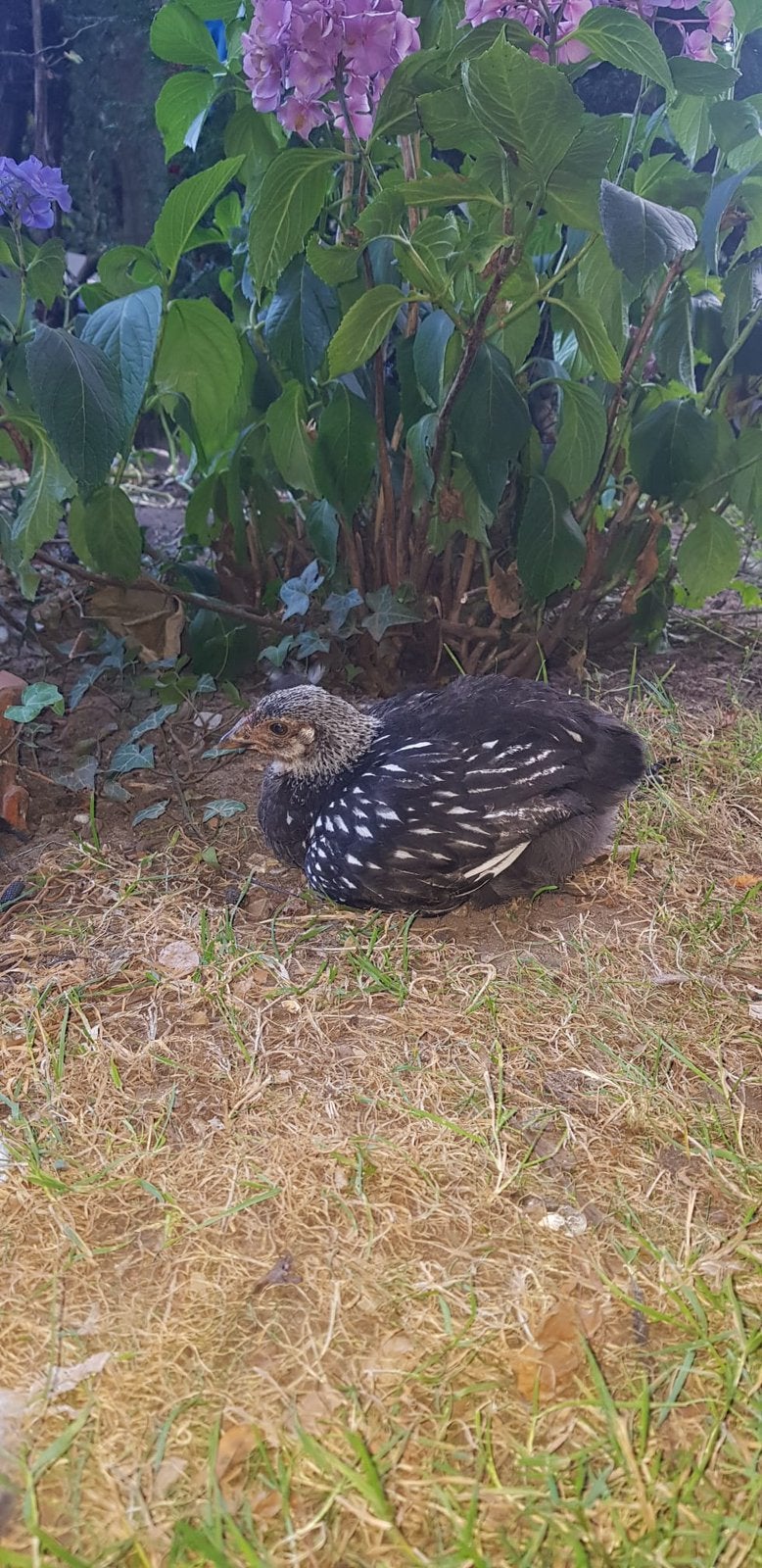 Wyandotte zwarte kip, Dieren en Toebehoren, Pluimvee, Kip