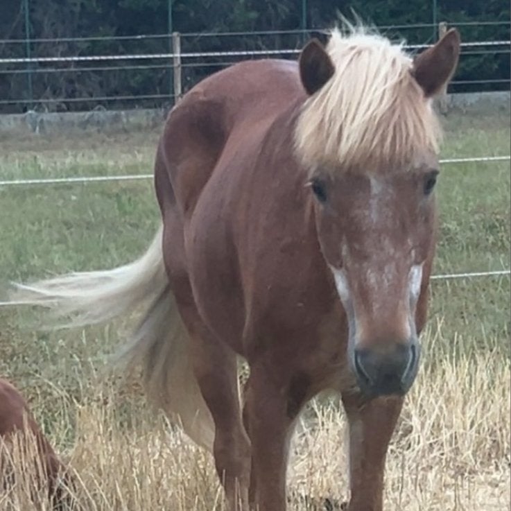 D pony te koop, Ruin, D pony (1.37m tot 1.48m), Recreatiepony, 11 jaar of ouder