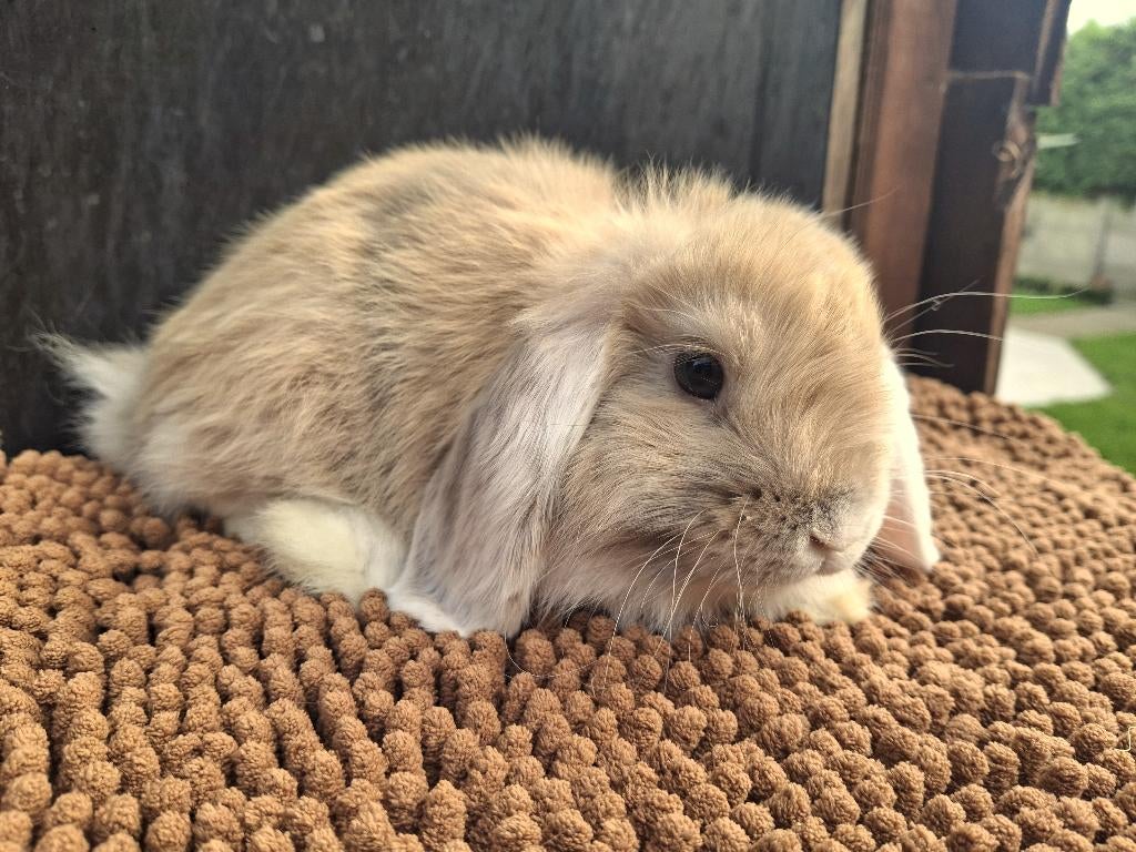 minilop ram, Mannelijk, Hangoor, 0 tot 2 jaar