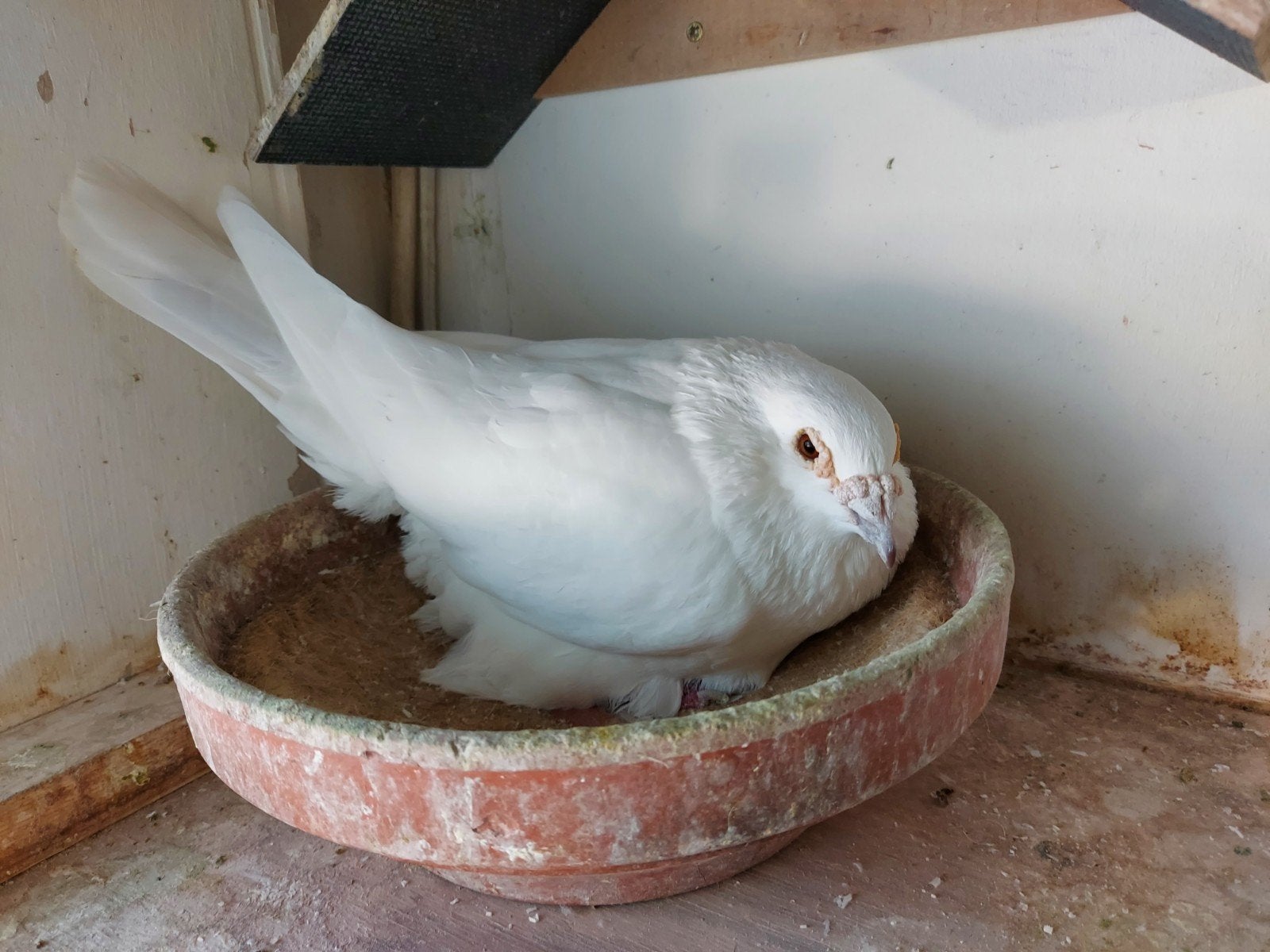 wit koppel kweekduiven, Dieren en Toebehoren, Meerdere dieren, Postduif