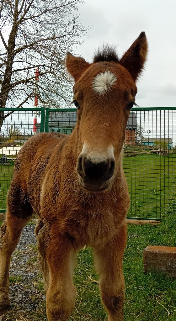 Ardenner trekpaard hengst veulen, Met stamboom, Niet van toepassing, 0 tot 2 jaar, Hengst