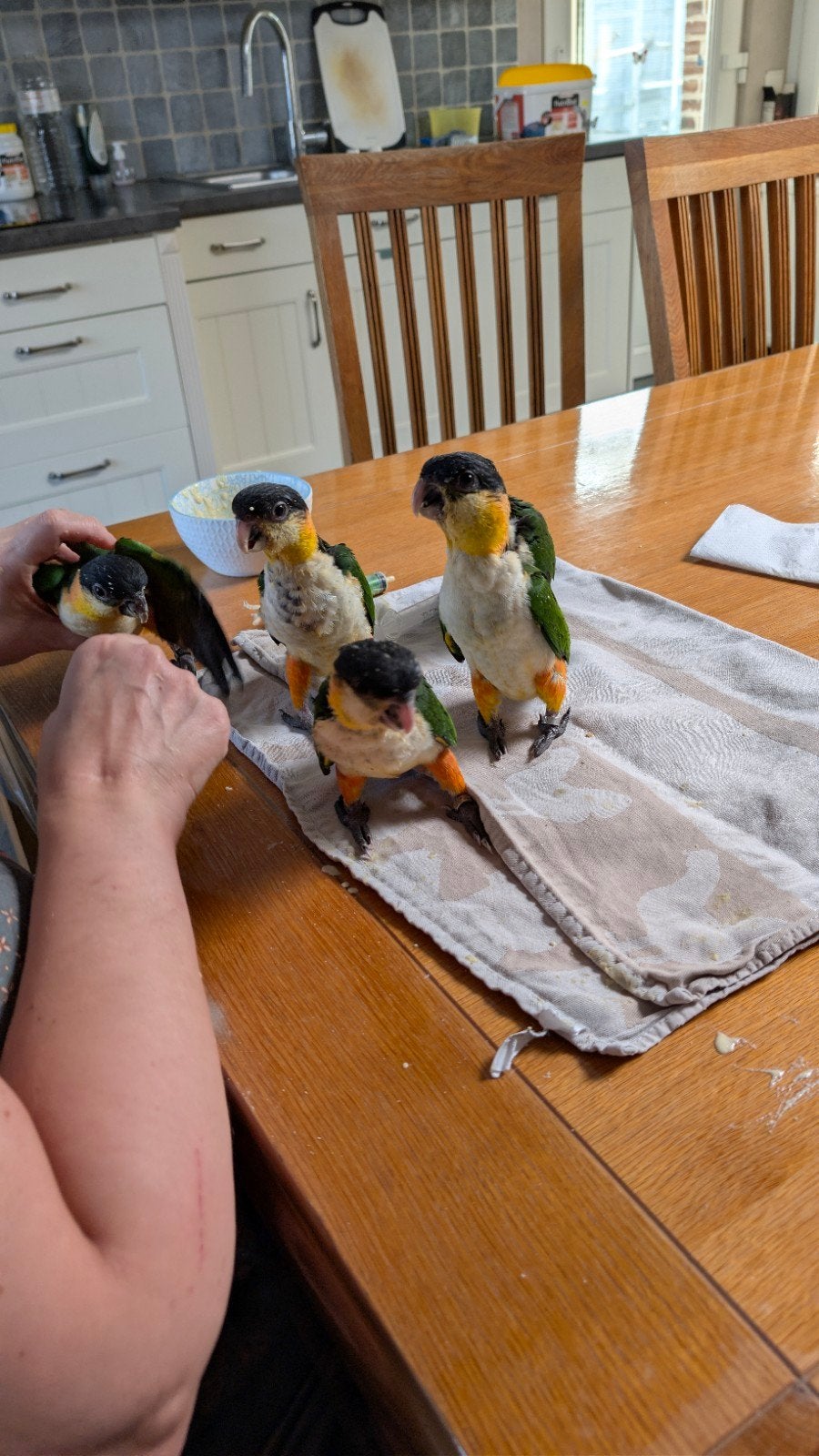 Zwartkop caique's, Dieren en Toebehoren
