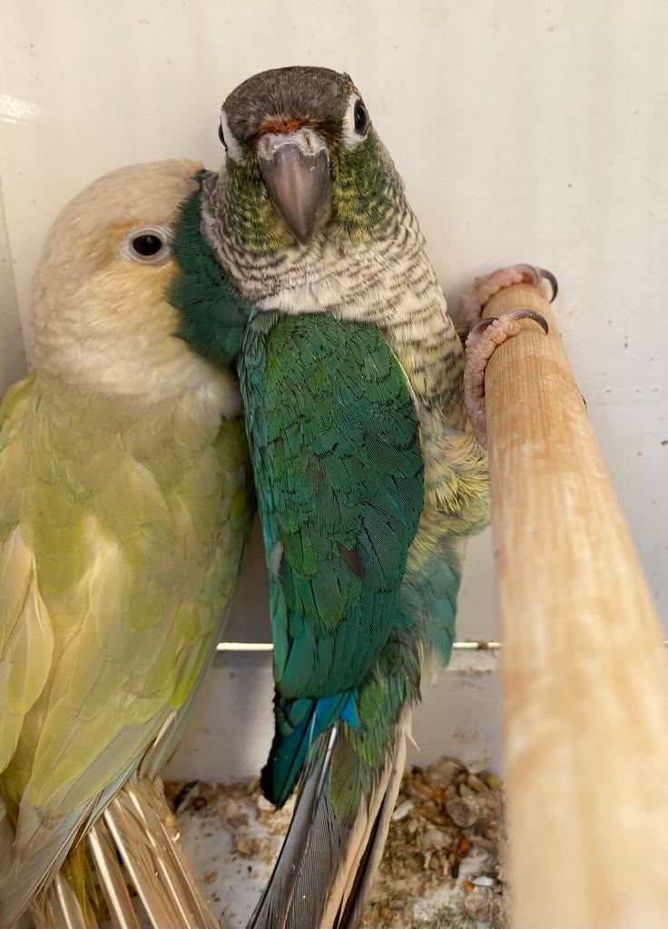 Conure pyrrhuras couple 2025, Plusieurs animaux, Perroquet, Bagué