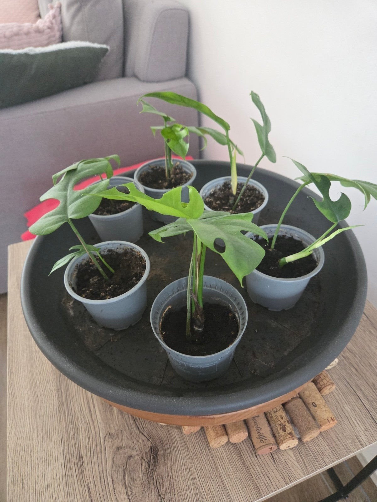 Rhaphidophora tetrasperma of minimonstera stekjes, Tuin en Terras, Planten | Tuinplanten, Ophalen