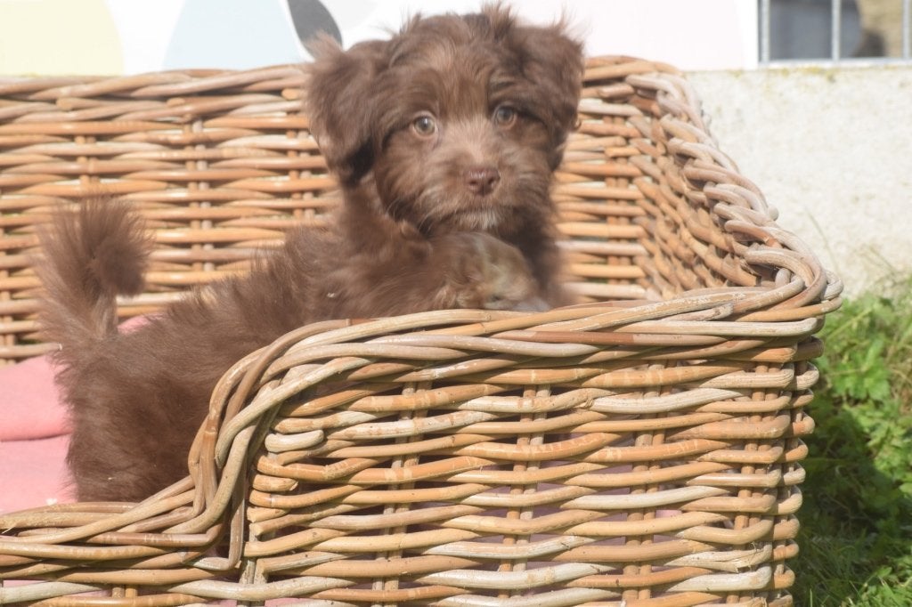 Havanezer pups nieuw nestje, Dieren en Toebehoren, 15 weken tot 1 jaar, Overige rassen, Buitenland, CDV (hondenziekte)