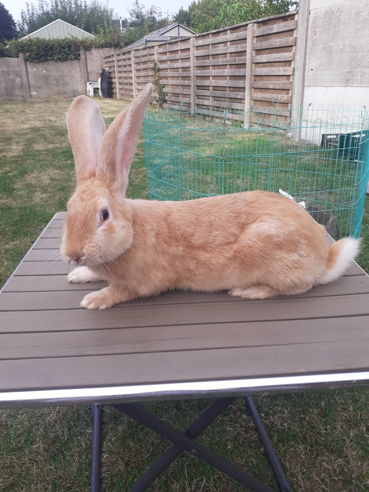 duites reus Ram 5maand oud, Dieren en Toebehoren, Konijnen, Groot