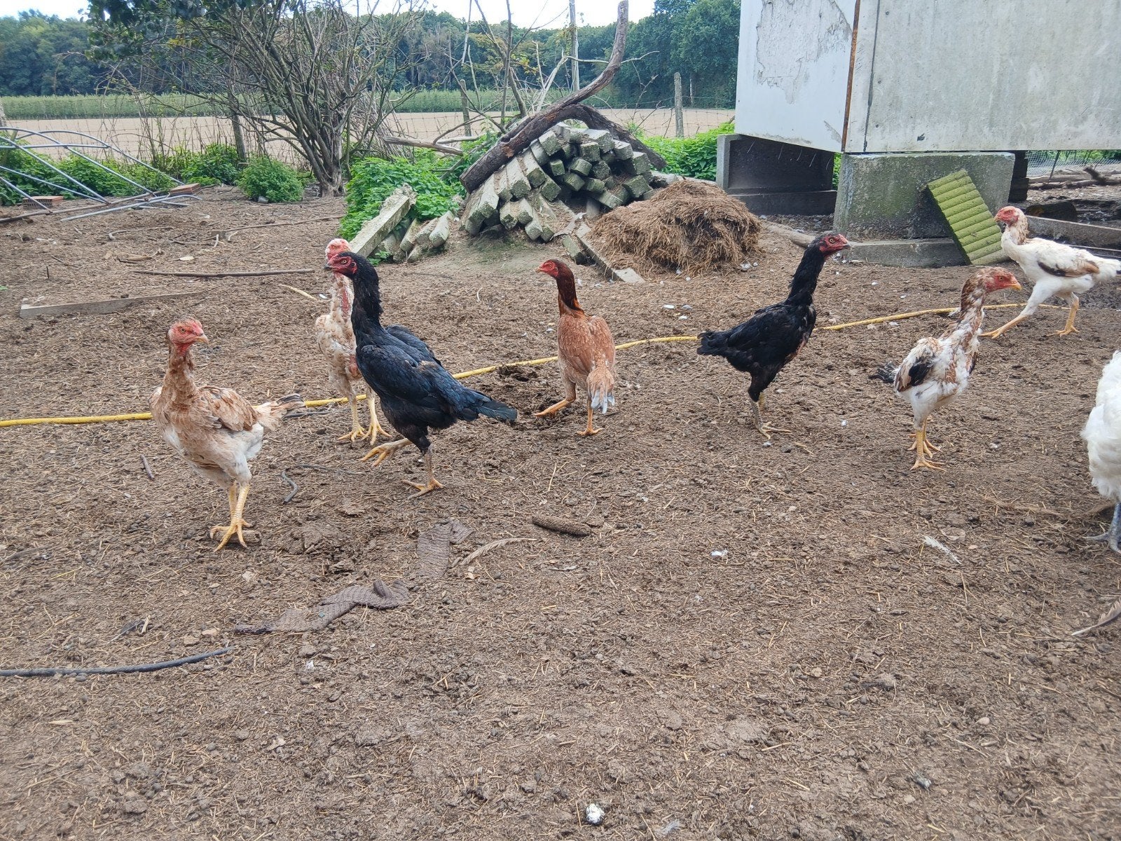 Kippen ,jap, shamo en hint, Dieren en Toebehoren
