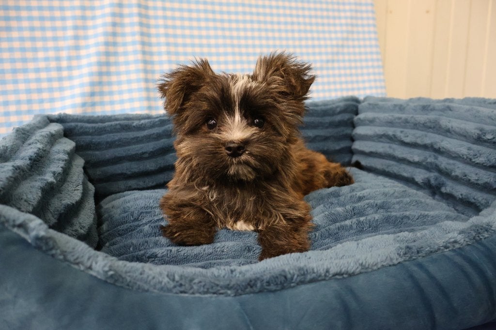 Super leuke Yorkshire pups!, Dieren en Toebehoren, 15 weken tot 1 jaar, Buitenland, CDV (hondenziekte), Eén hond