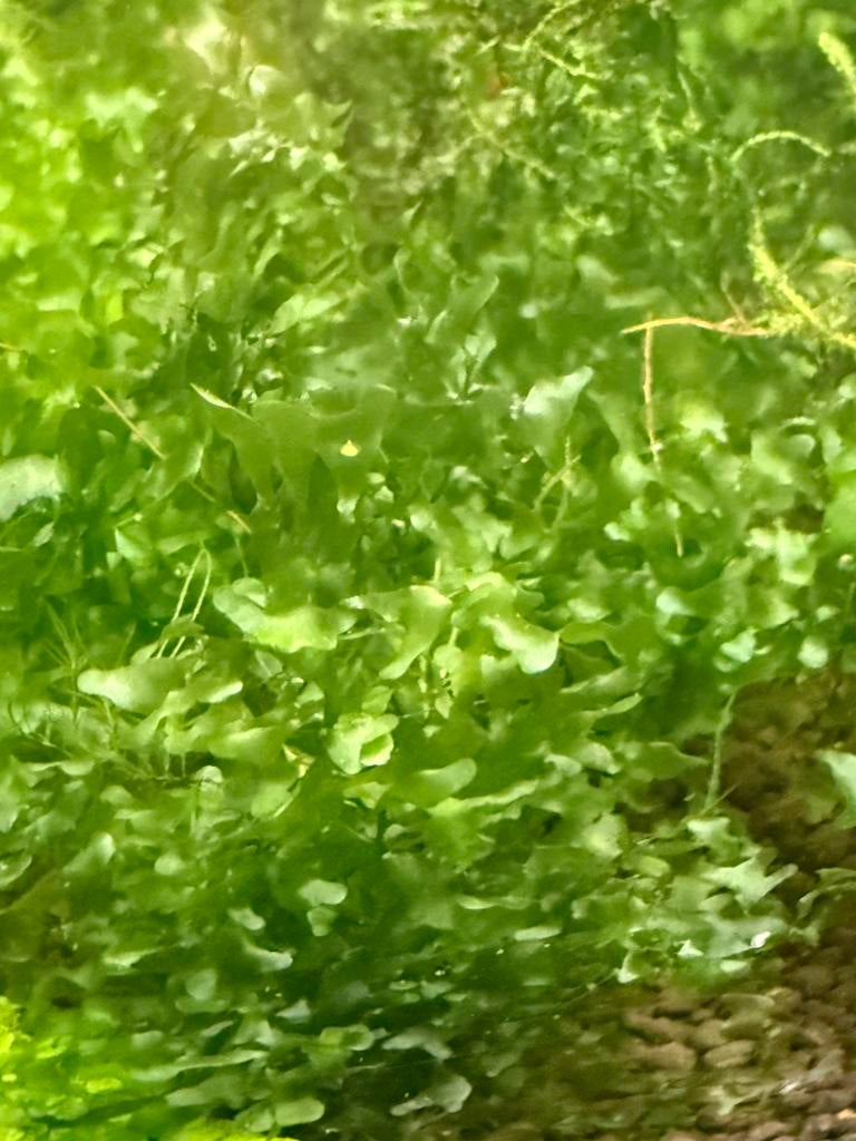 Potje levermos Aquarium Moerings Monosolenium pelia mos, Dieren en Toebehoren, Vissen | Aquaria en Toebehoren, Ophalen, Zo goed als nieuw