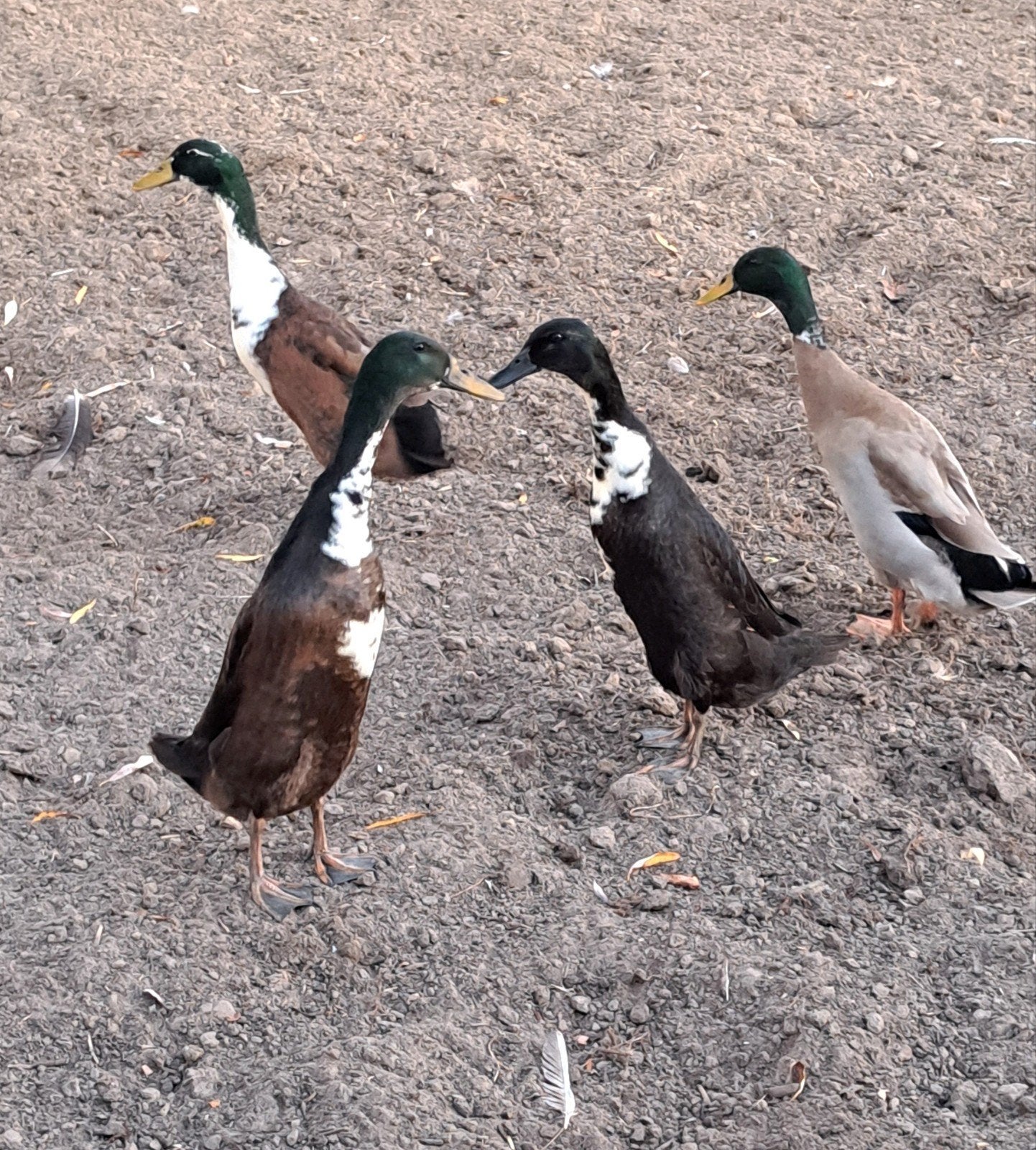 indische loopeend, Dieren en Toebehoren, Meerdere dieren, Eend