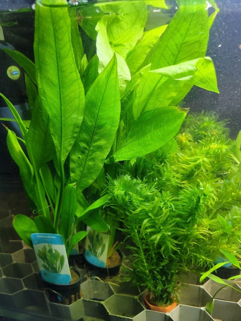 Hobbyaquarium planten duur ? uitzoeken incl Microsorum, Animaux & Accessoires, Poissons | Aquariums & Accessoires, Enlèvement