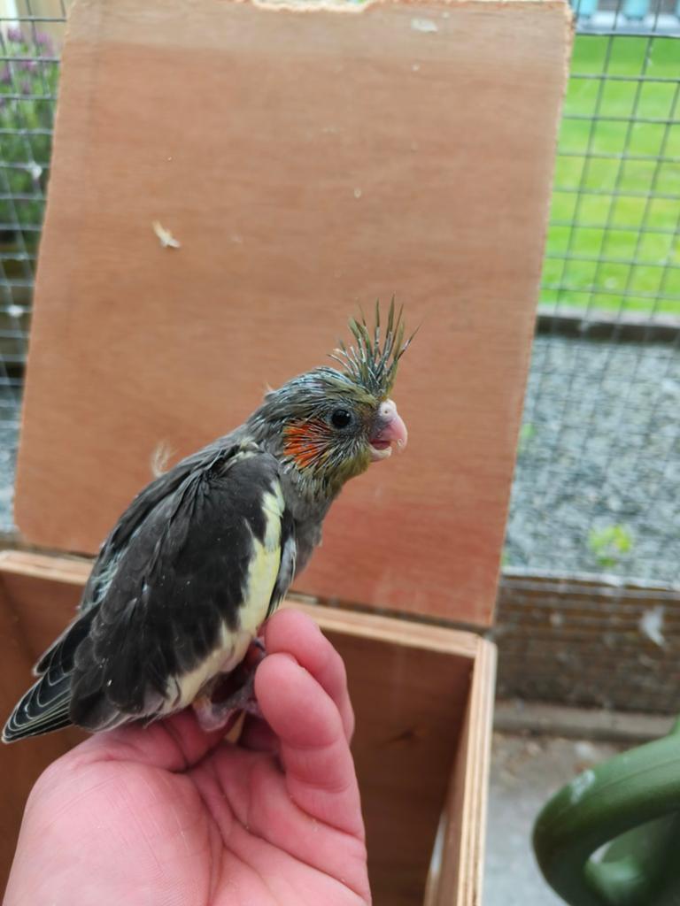 Handtamme valkparkiet, Dieren en Toebehoren, Geringd