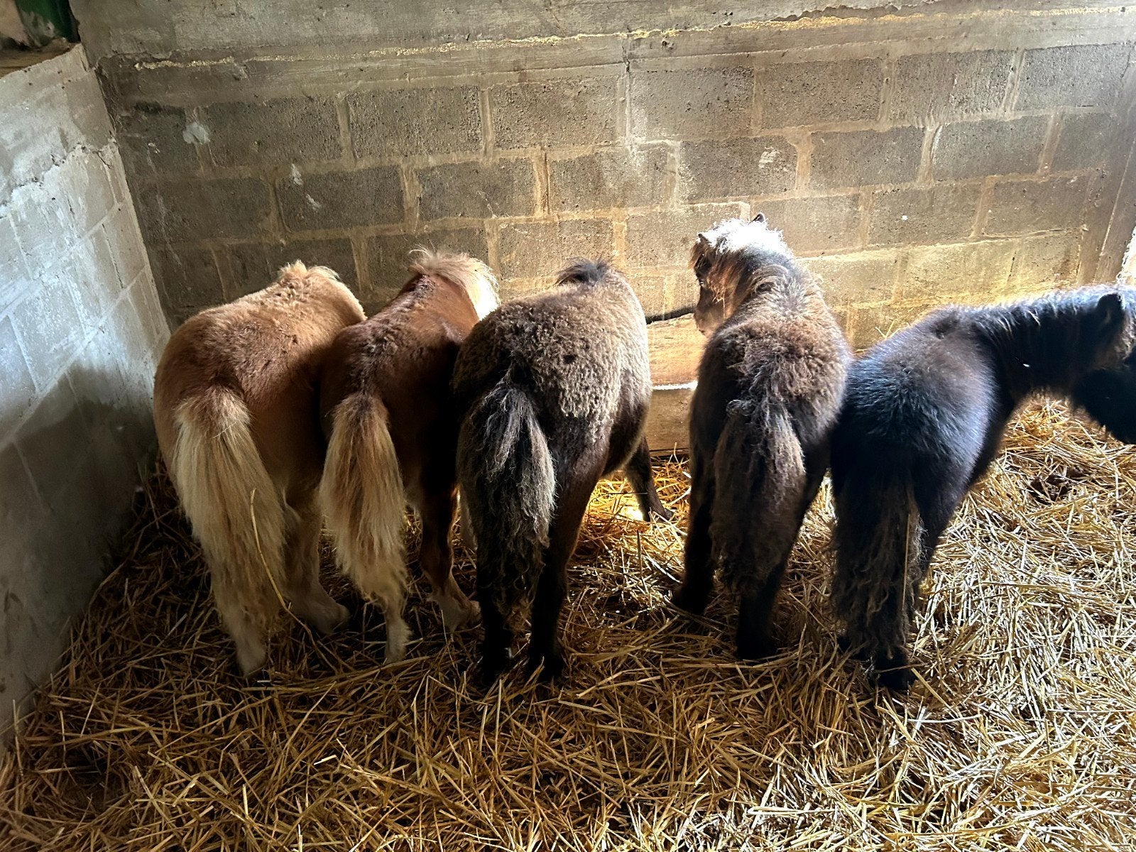 shetland, Animaux & Accessoires, Enlèvement, Shetland