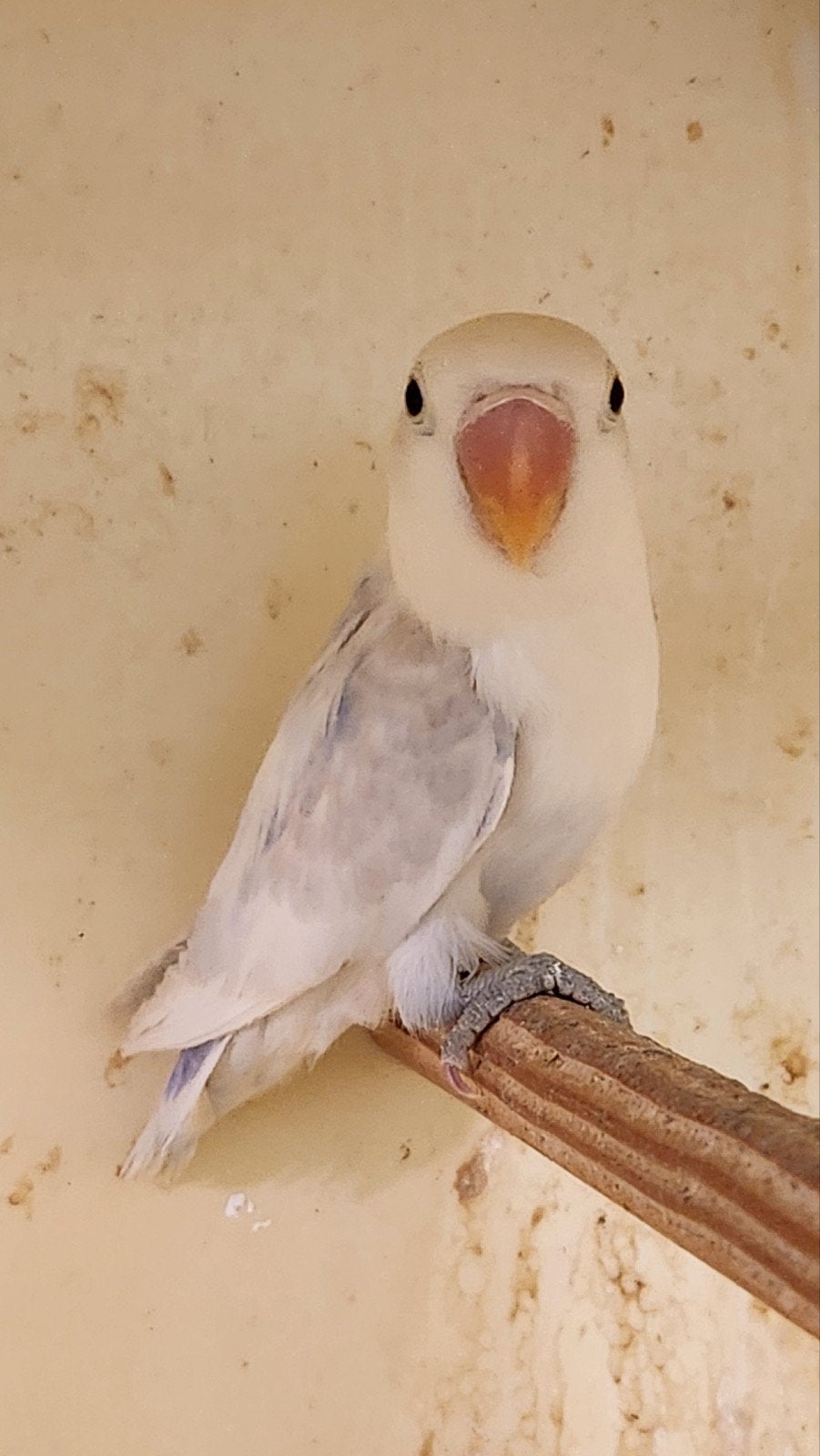 dwergpapegaai fischeri ino, Sexe inconnu