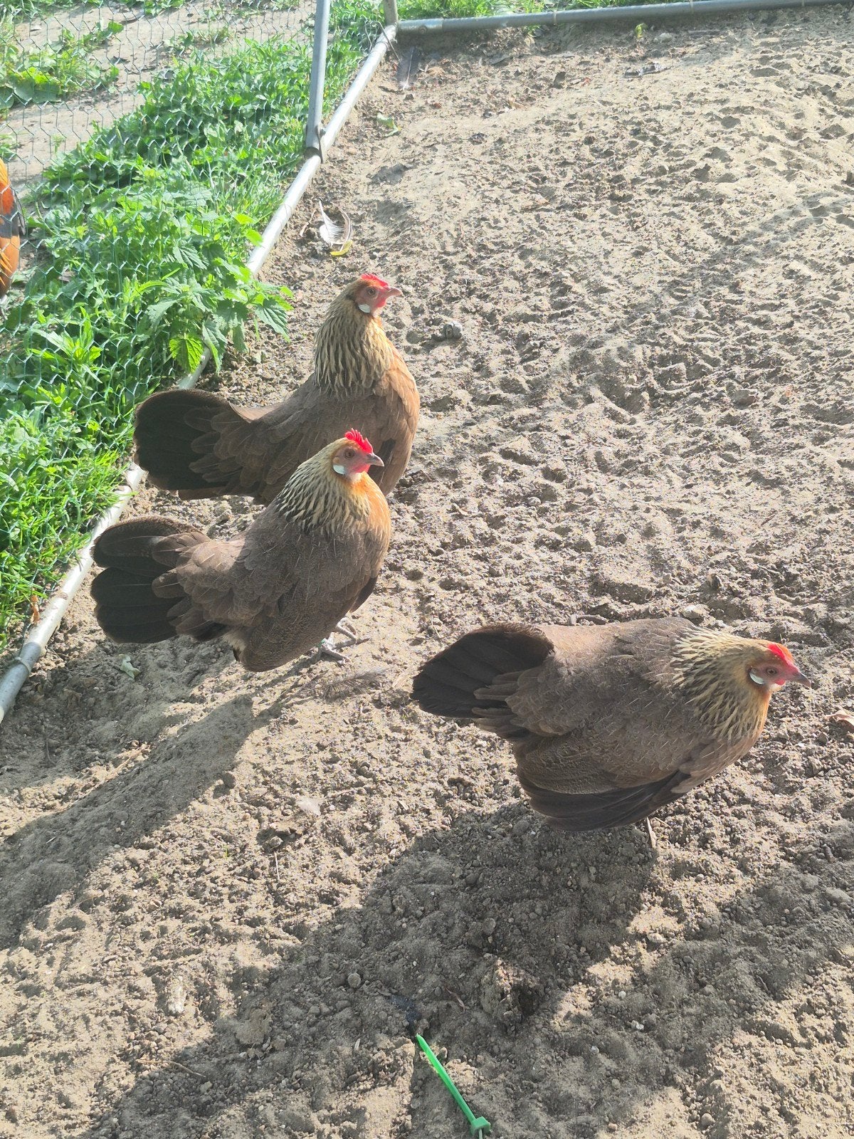Hollandse krielen, Dieren en Toebehoren, Pluimvee