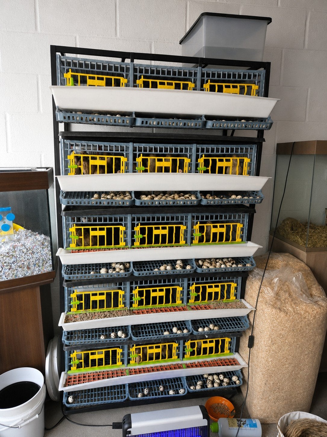 Ferme de cailles Jumbo professionnelle complète à vendre, Animaux & Accessoires, Volatiles, Autres espèces, Plusieurs animaux