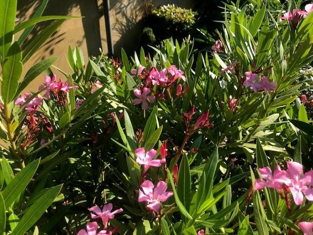 oleander, Tuin en Terras, Planten | Tuinplanten, Ophalen