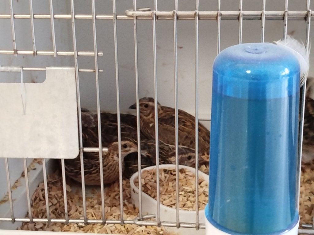 Europese kwartels, Dieren en Toebehoren, Geringd
