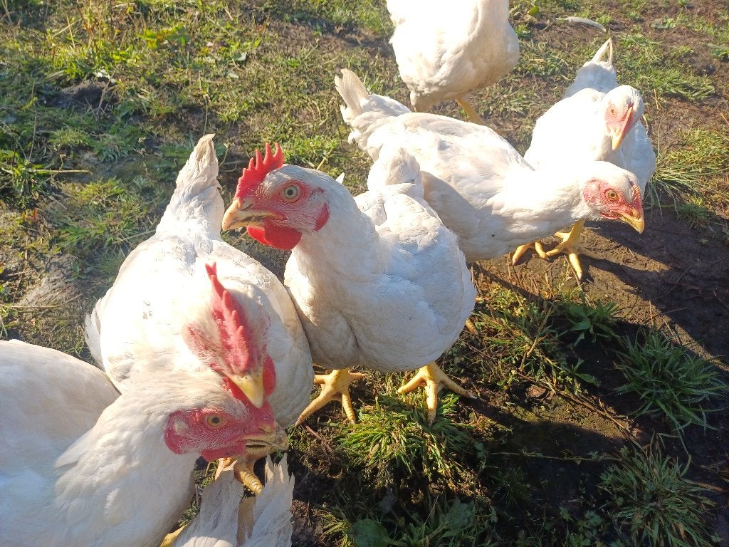 Hanen, Dieren en Toebehoren, Pluimvee, Mannelijk, Kip