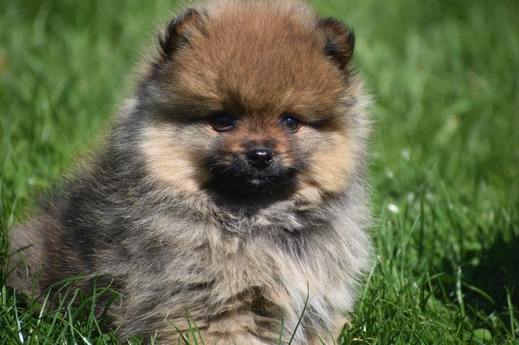 Keeshond ,Pomeriaan,dwergkees,Spitz pup, België, Keeshond, 15 weken tot 1 jaar, Parvo