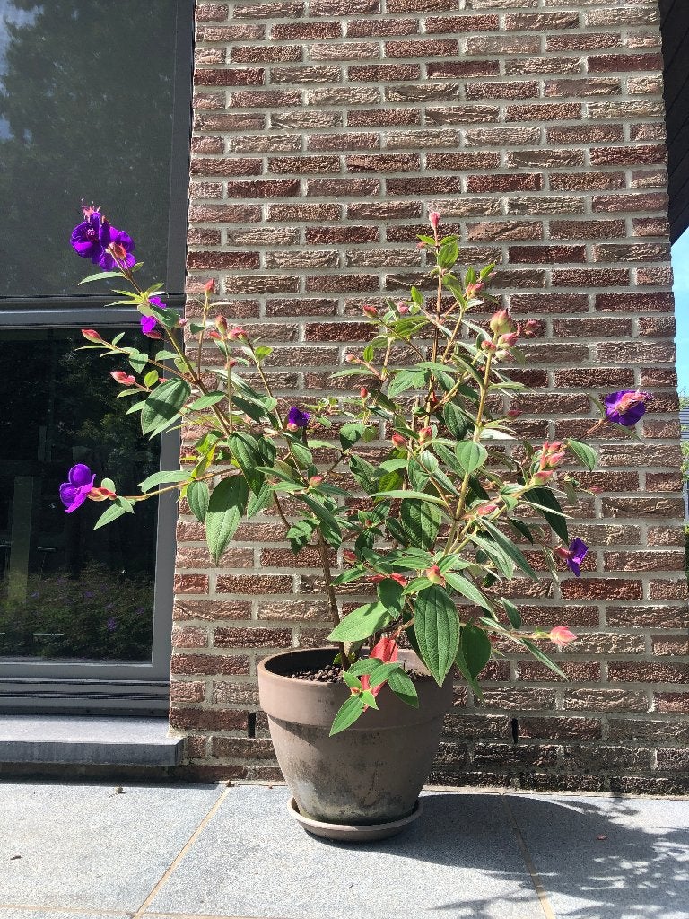plante de terrasse, plante de jardin avec pot, Enlèvement, Plante fixe, Plein soleil