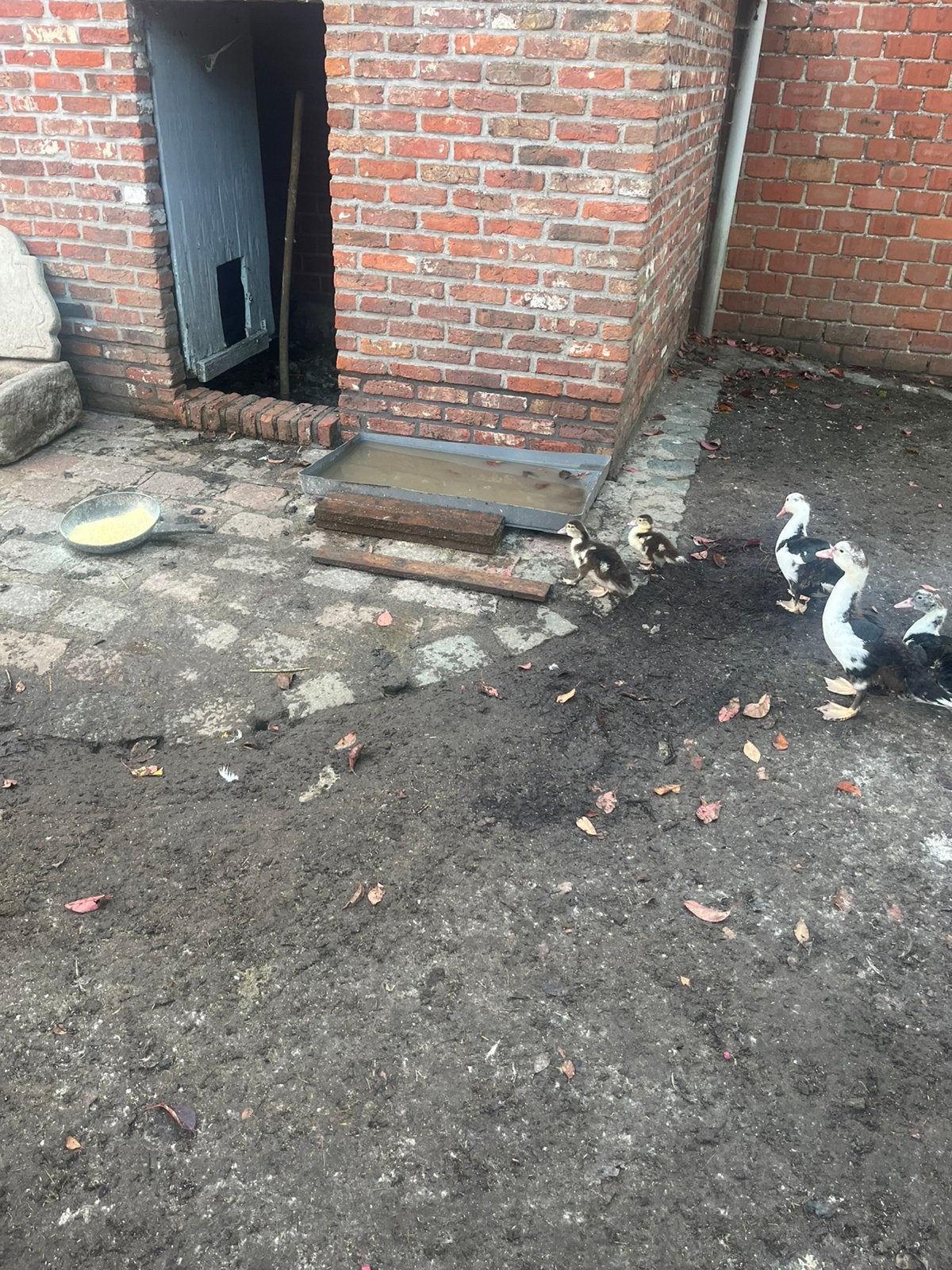 Muskeseend, Animaux & Accessoires, Canard