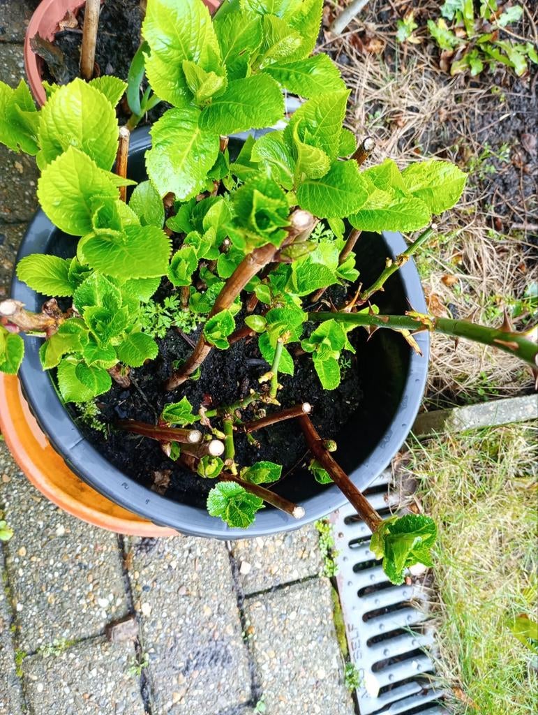 Hortensia steeken  15 stuks, Enlèvement