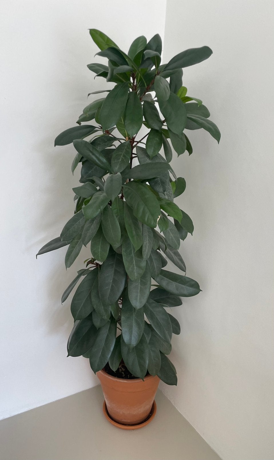 Kamerplant, Maison & Meubles, Plantes d'intérieur, Autres espèces, Enlèvement, 100 à 150 cm, Plante verte
