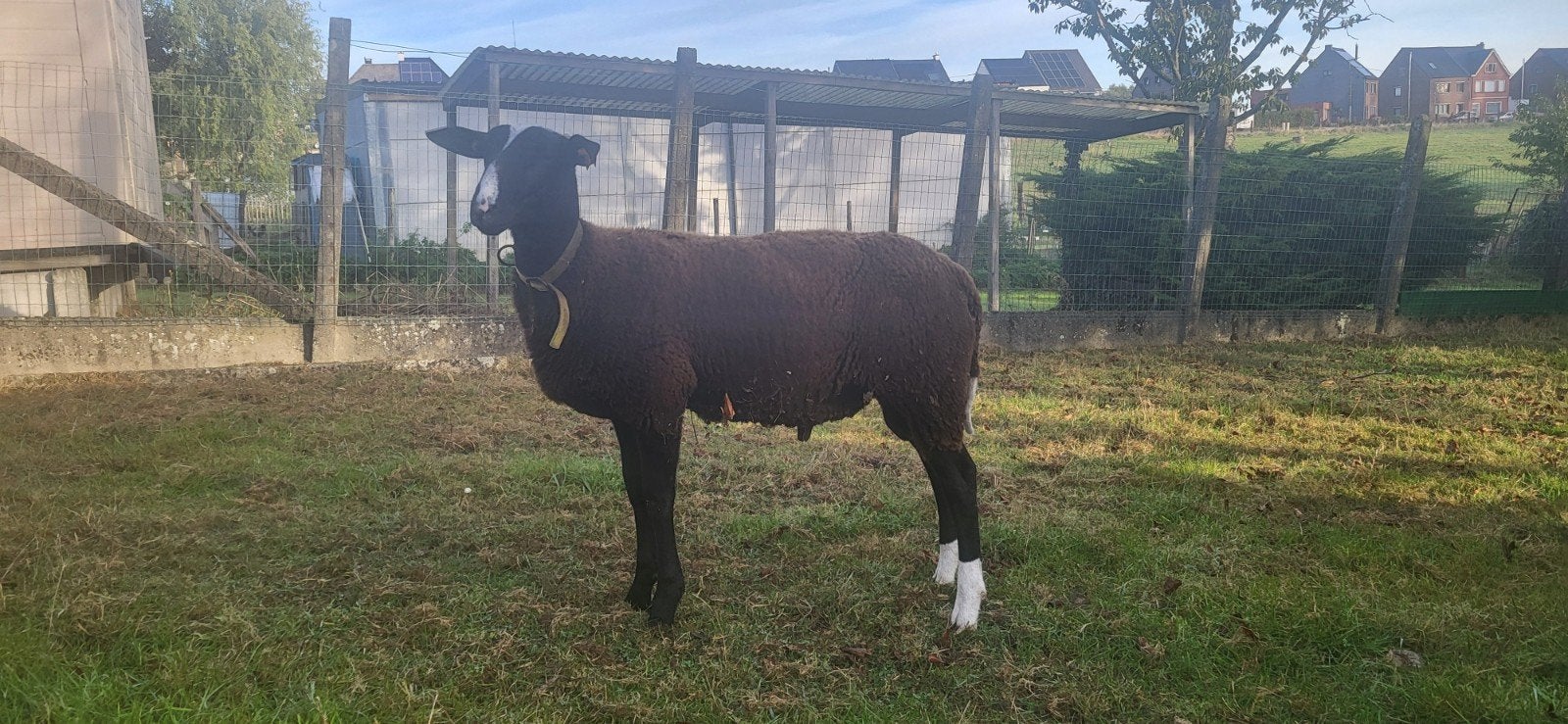 Zwartbles ramlam, Dieren en Toebehoren, Mannelijk, Schaap, 0 tot 2 jaar