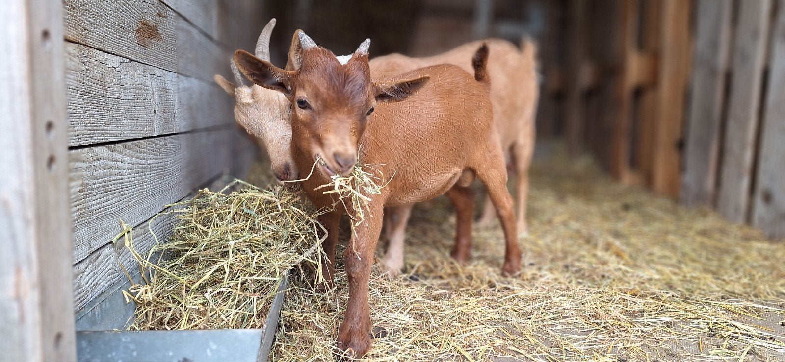 Dwerggeit bokje camel, Dieren en Toebehoren, Schapen, Geiten en Varkens, Mannelijk, Geit, 0 tot 2 jaar