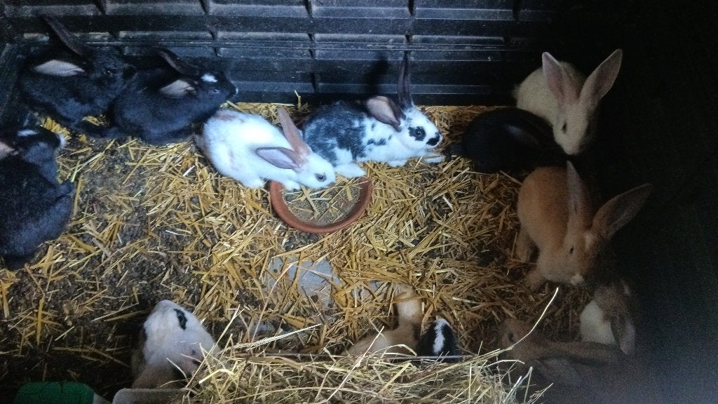 Reuze vlinder, Dieren en Toebehoren, Meerdere dieren, Groot, 0 tot 2 jaar