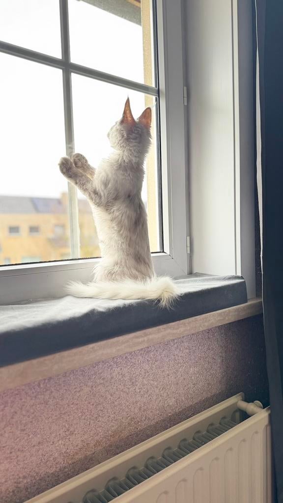 Maine Coon poes GS12, Dieren en Toebehoren, Katten en Kittens | Raskatten | Langhaar, Poes, 0 tot 2 jaar, Gechipt