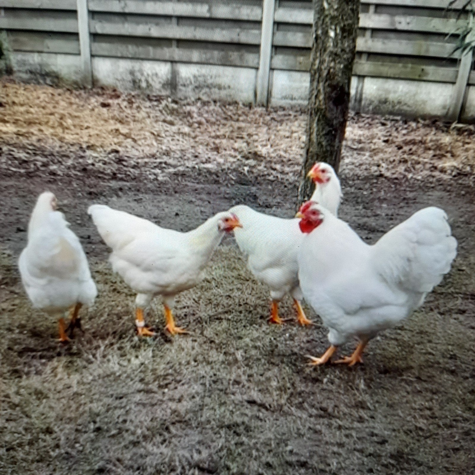Broedeieren Wyandotte kriel, Dieren en Toebehoren