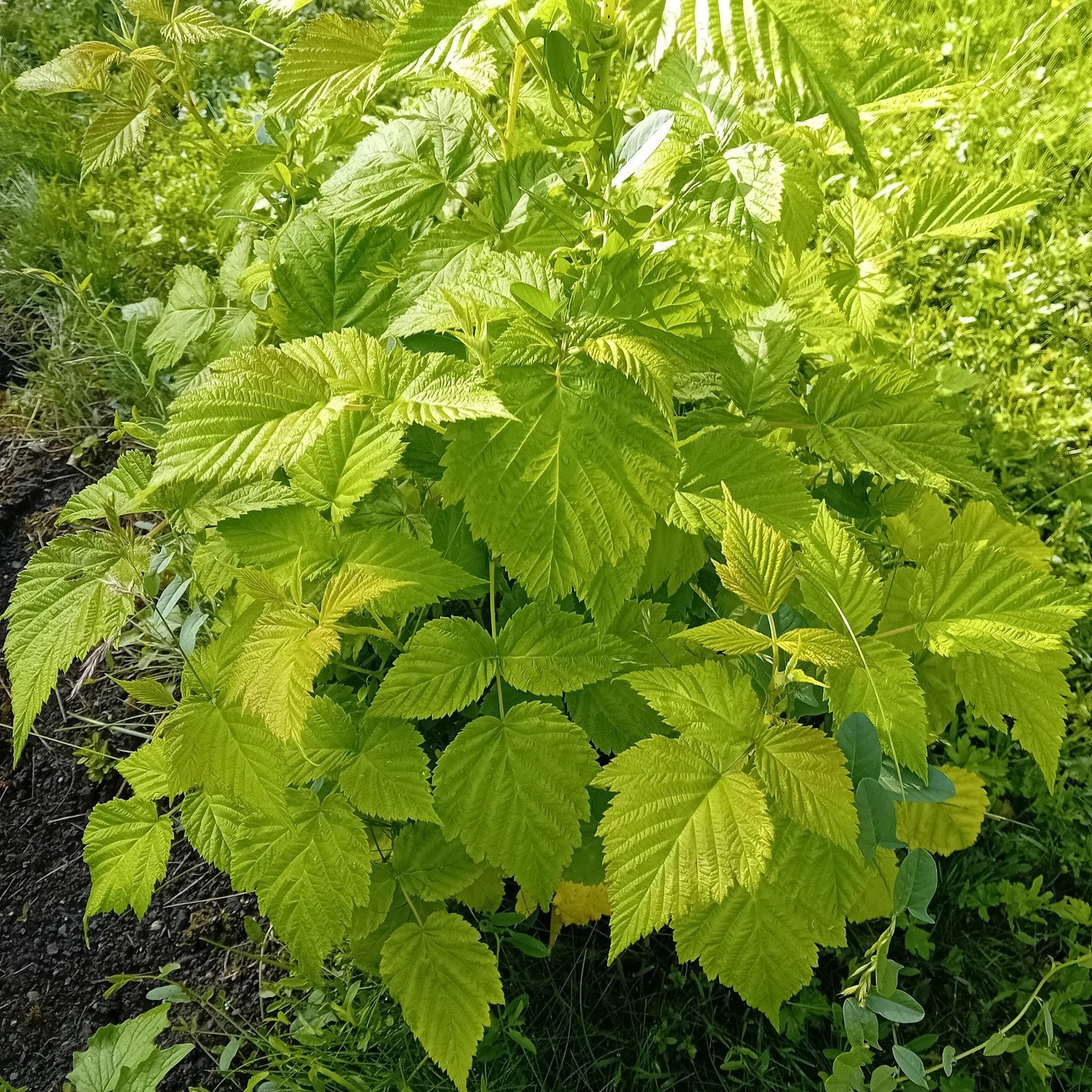 Plante framboise  groseille verte rouge  blanche  n