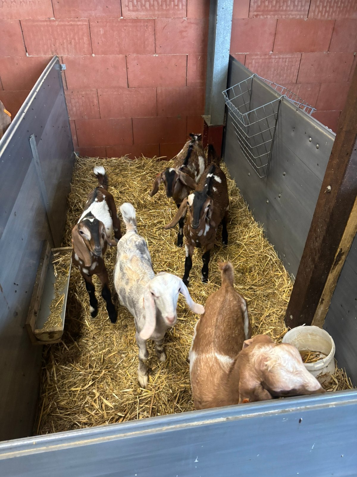 Bok lammeren 3mnd, Mâle, Chèvre, 0 à 2 ans