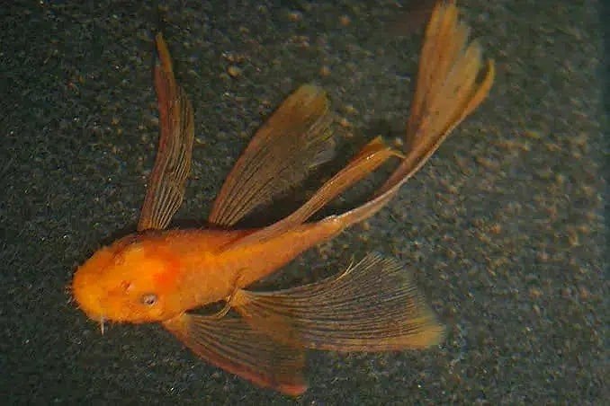 !GEZOCHT! Ancistrus super red longfin Koppel !GEZOCHT!, Dieren en Toebehoren, Vissen | Aquariumvissen, Vis, Zoetwatervis