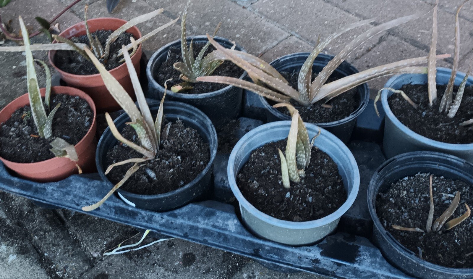 8 jonge aloe vera plantjes, Ophalen