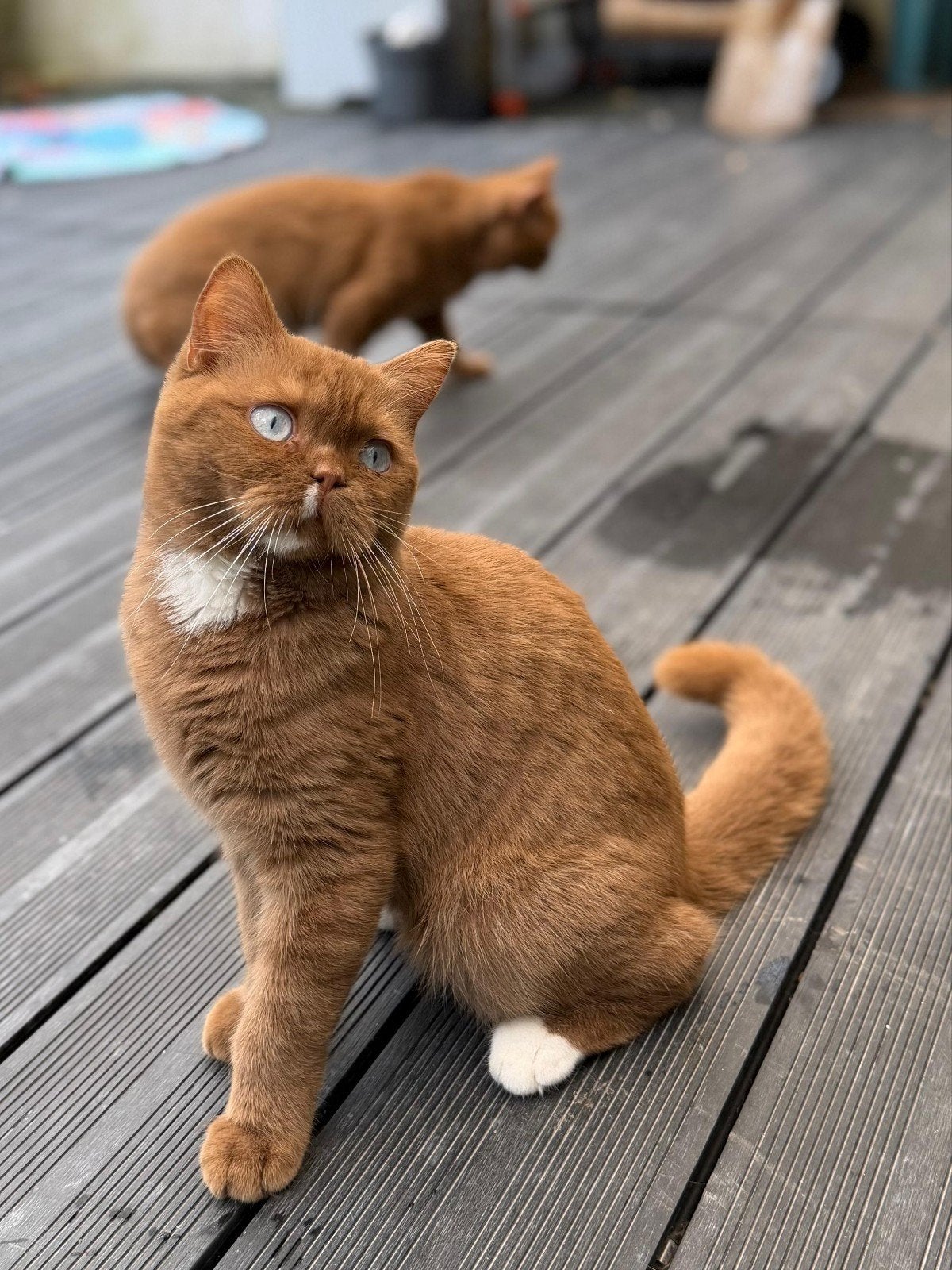 Britse korthaarkittens, 0 tot 2 jaar