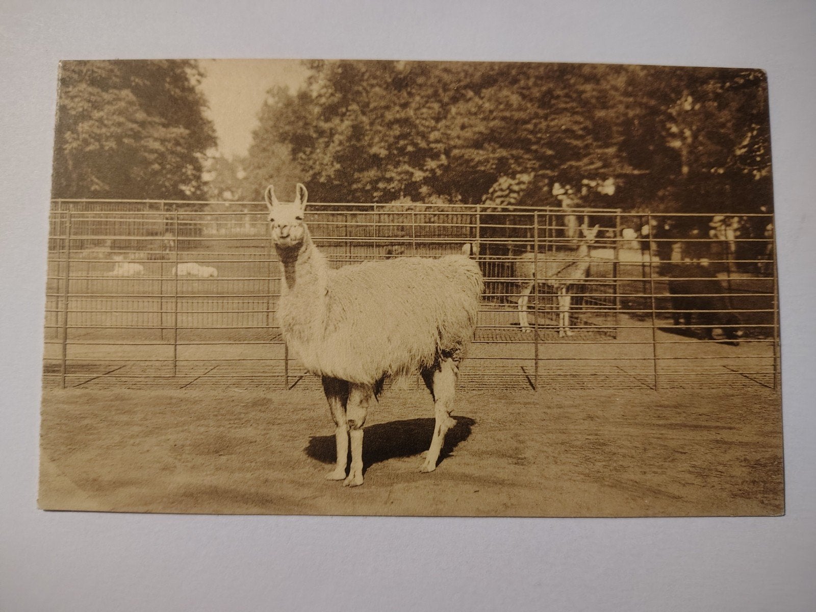 Zoo Lama d'Anvers., Enlèvement ou Envoi, Anvers
