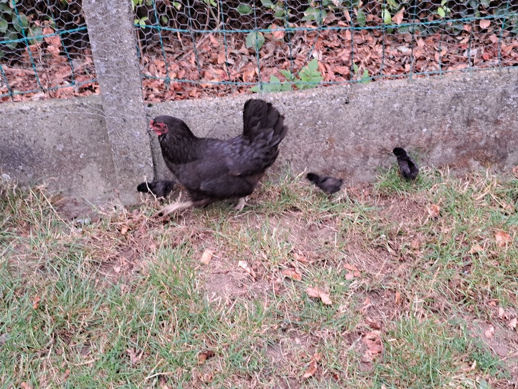 legkip met 3 kuikentjes, Plusieurs animaux, Poule ou poulet